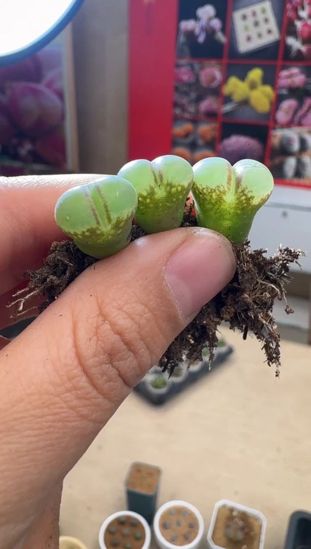 【闪购商品】29-41一颗