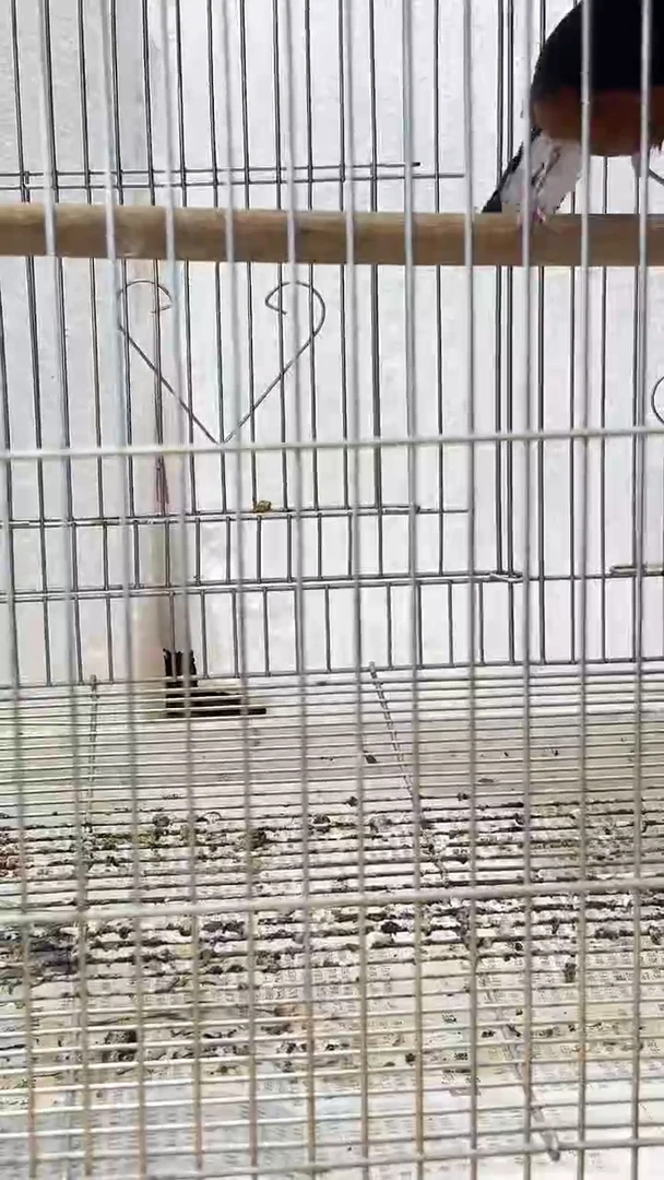 94号老毛长尾养笼0元起拍