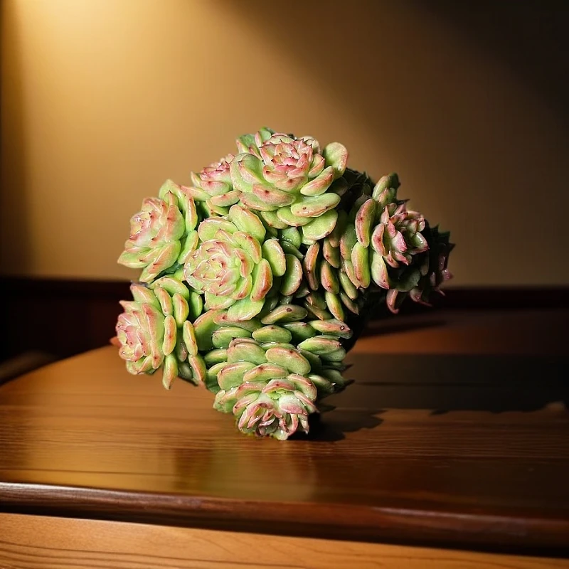 77多肉（黄金蜡牡丹）直播展示