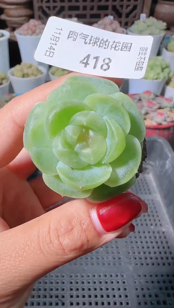 1114-418无土流光群生不包整