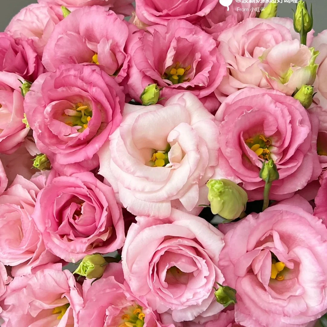 洋桔梗 重瓣花桔梗阳台盆栽庭院洋桔梗花四季开花带花苞发货