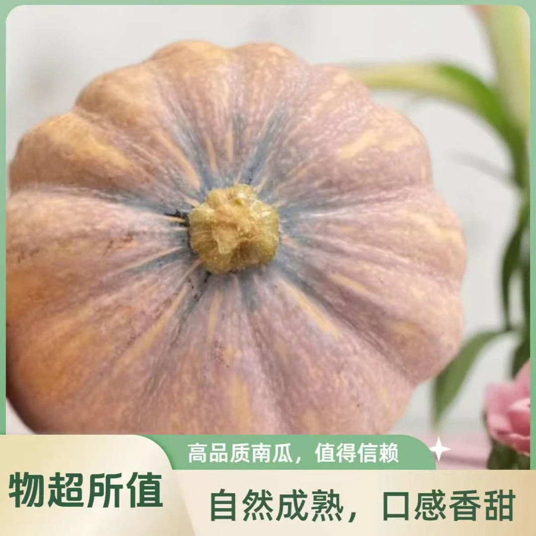 农家自种无公害纯绿色南瓜粉糯香甜适合孕妇婴儿辅食