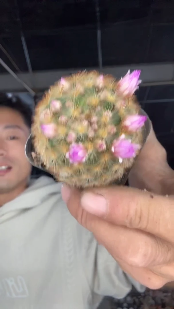 实生嘉文丸15.99