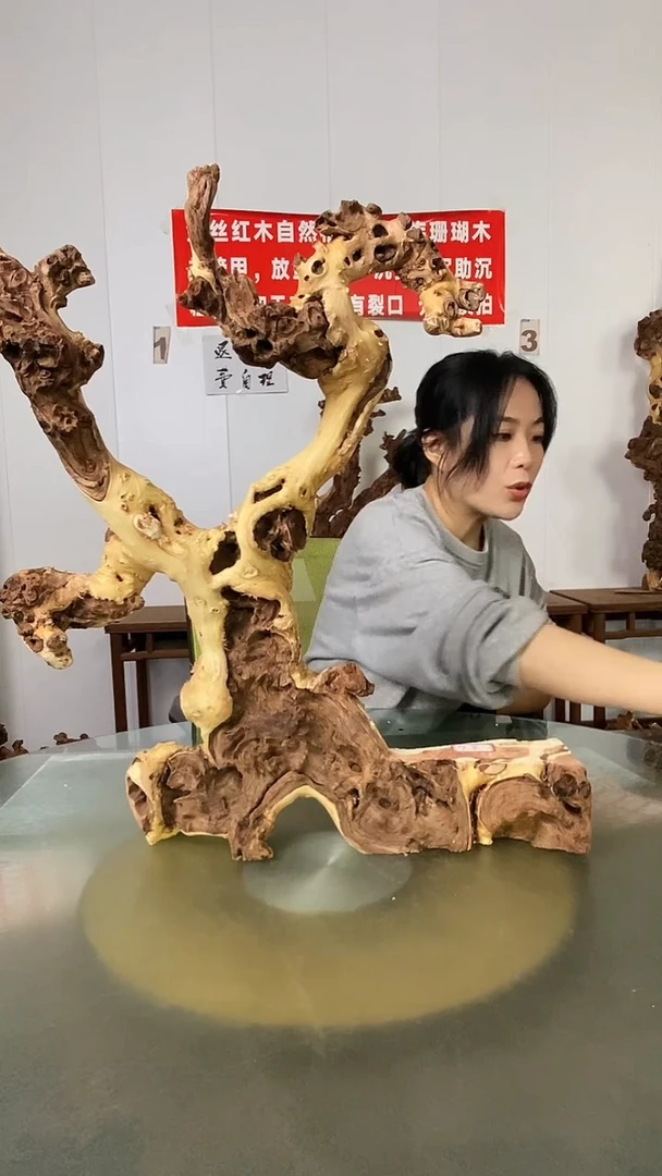 木清***水金丝红木 羊蹄甲