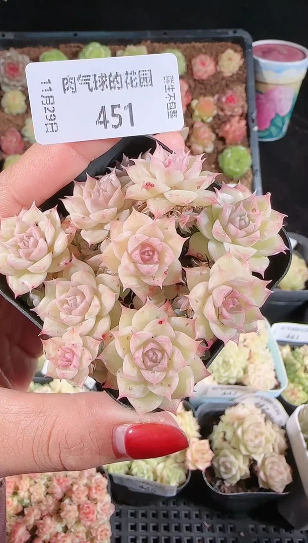 多肉1129-451群生不包整