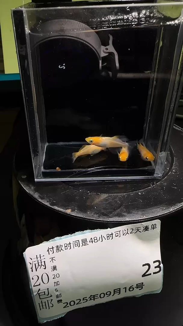 青鳉鱼观背青鳉观背青鳉23