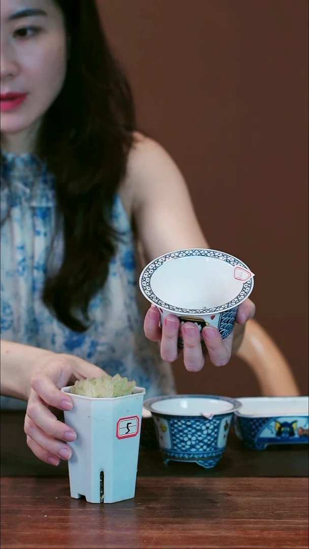 无花朵樱桃小丸子盆景盆景盆景