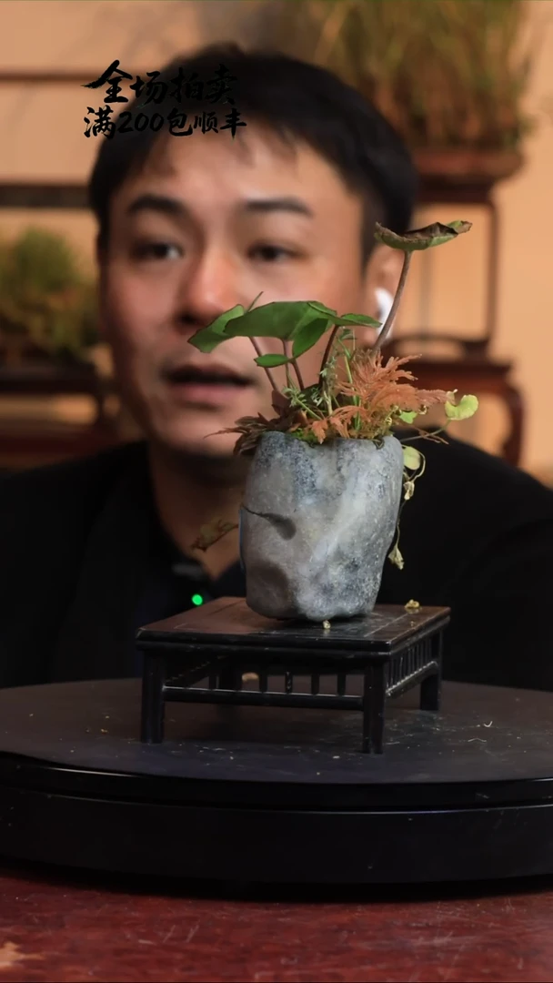 完全开放P32草本植物 不包邮