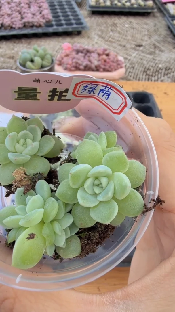 绿荫 单双混 3颗量拍多肉植物 满9.9包邮
