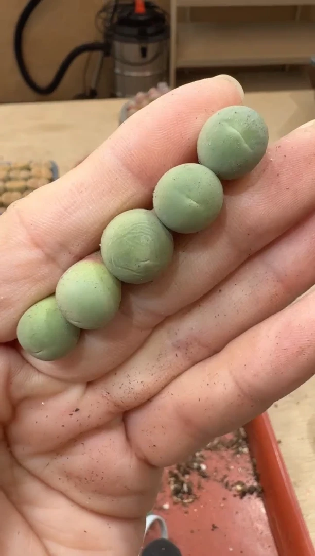 18-253多肉植物肉锥