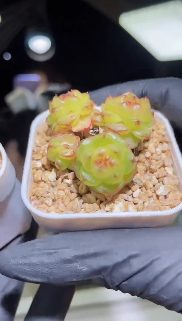 闪购2241  灯泡群多肉一颗