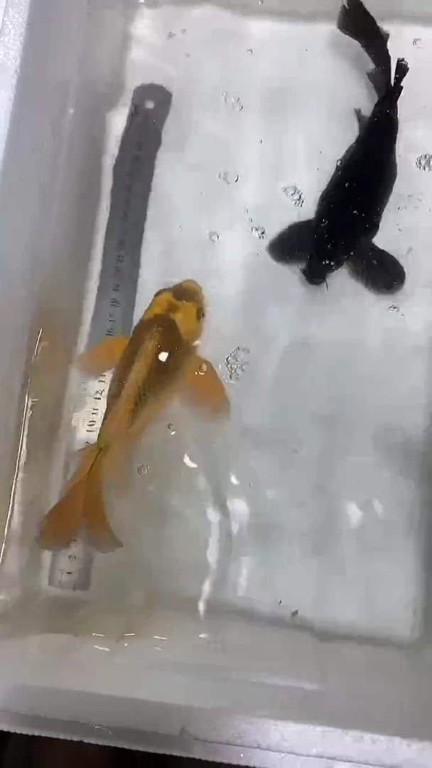 蝴蝶鲤鱼蝴蝶鲤直播选鱼专用链接