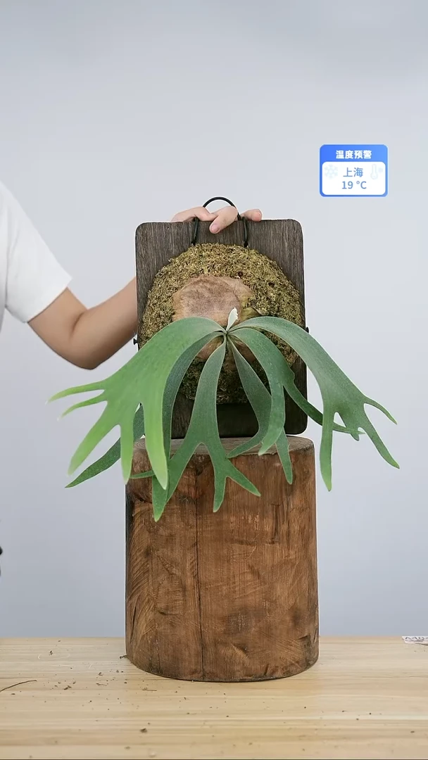 无花朵A648黄月上板