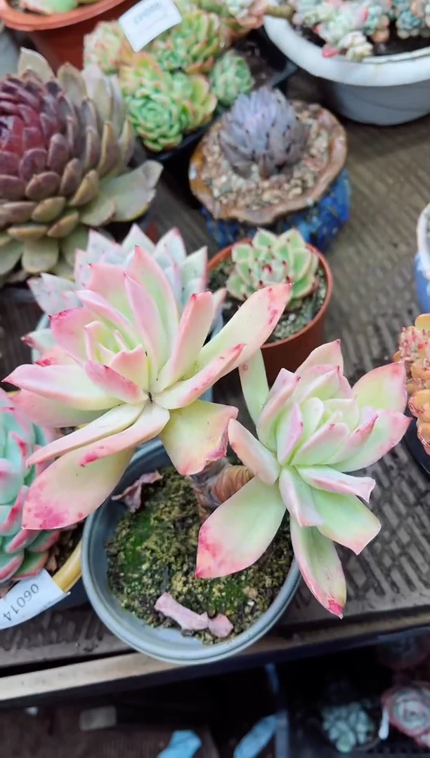 【闪购商品】06042