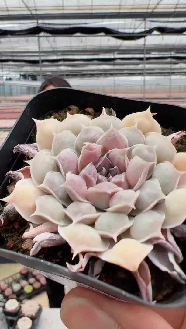 【闪购商品】新款多肉-133