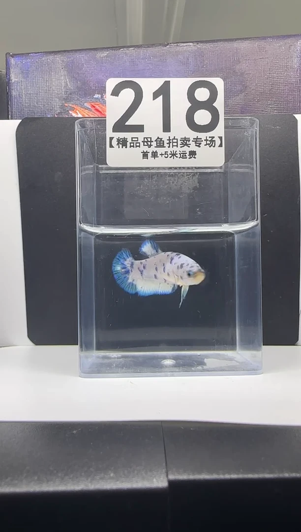 斗鱼母鱼编号：218
