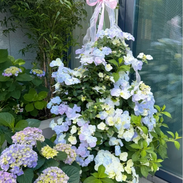 【爬藤绣球落跑】绣球盆栽庭院阳台可地栽四季种带花苞室外绣球