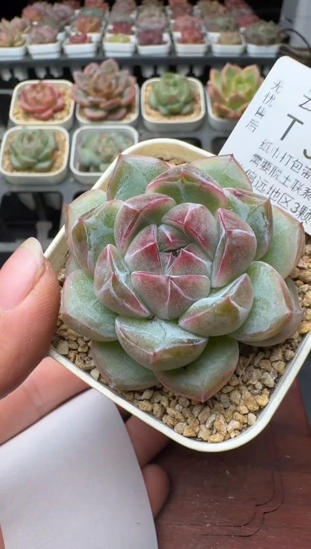 301T带盆土发(6.5cm杯） 当场拍3颗以上包柚 多肉植物