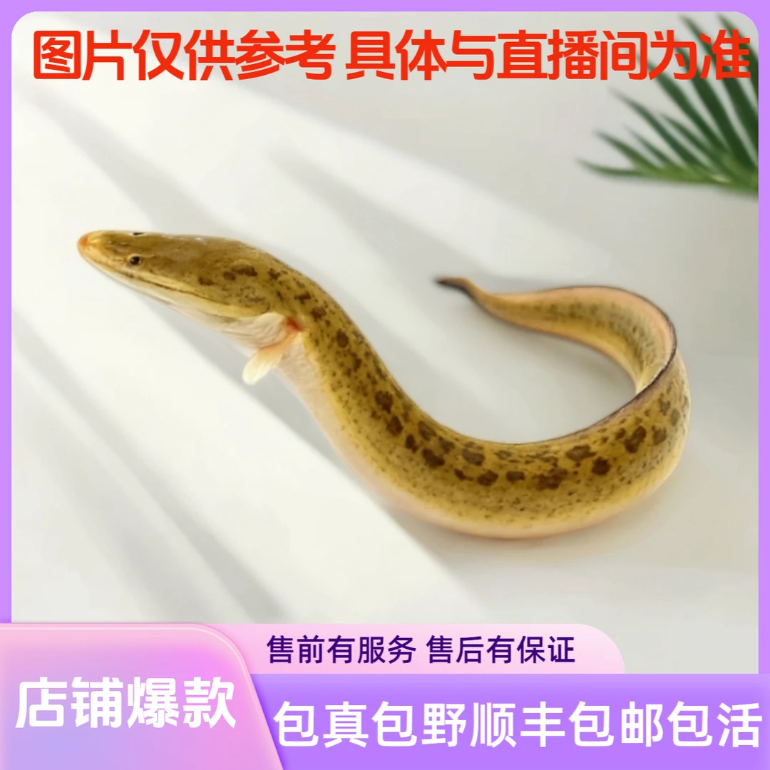 江域支流 野生鳗鱼 苏州发货 江浙沪顺丰包邮 野活鱼 阵亡包赔