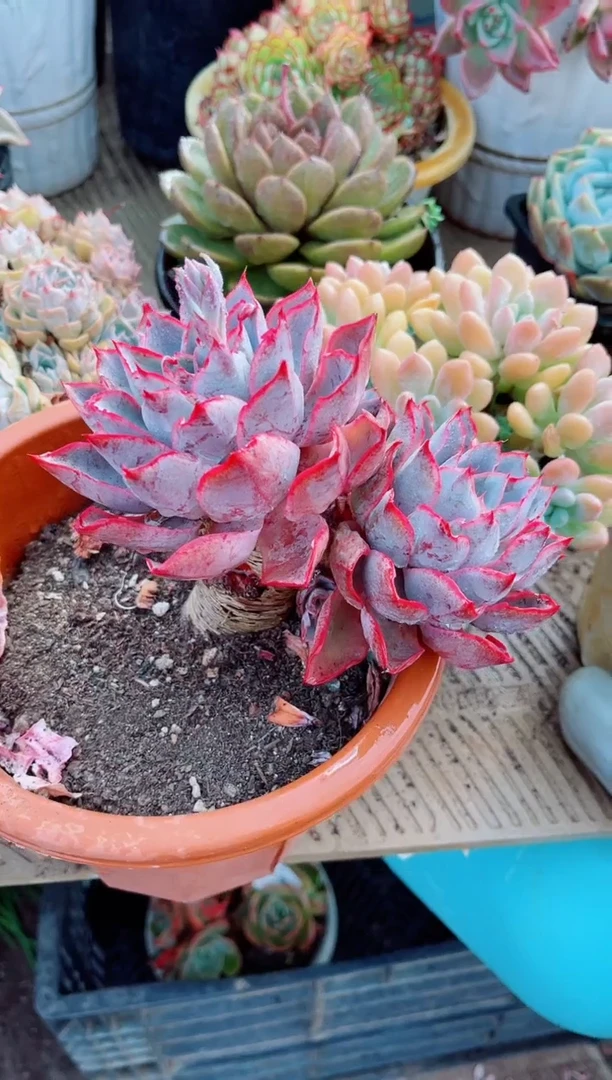 11157多肉植物一物一拍