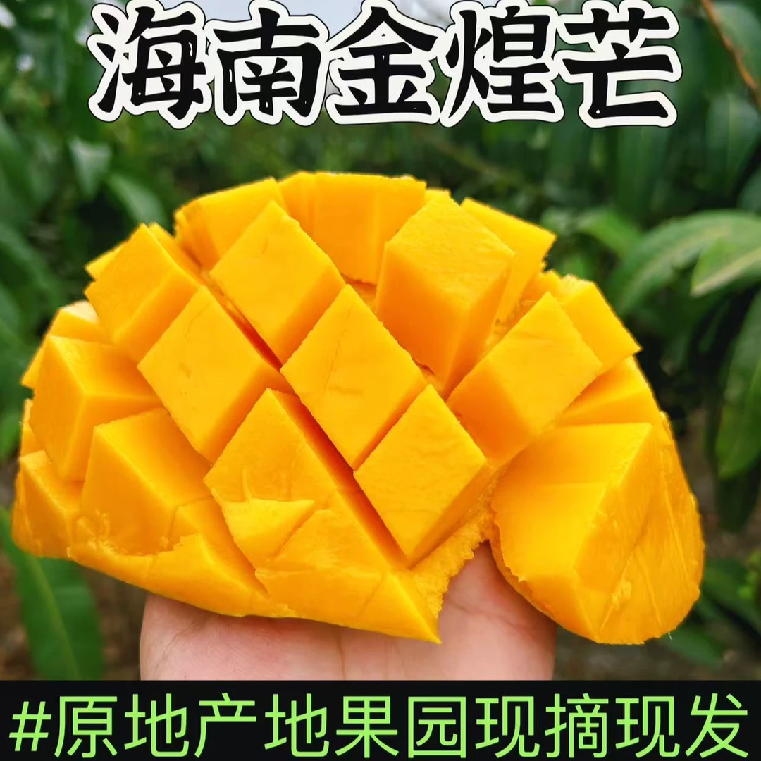 海南南田金煌芒香甜多汁