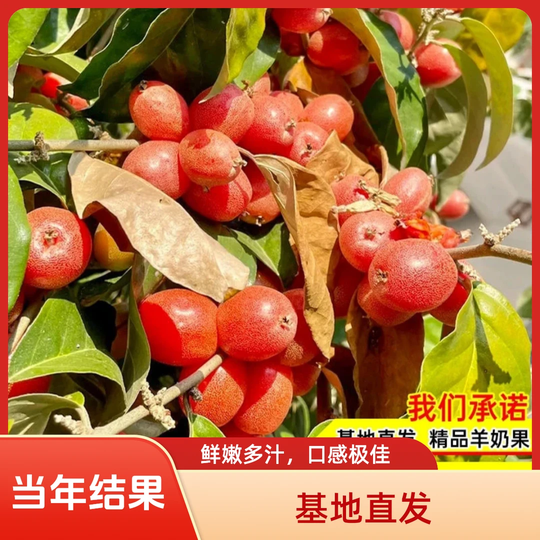 羊奶果果树苗南北方抗旱当年结果果树苗盆栽地栽