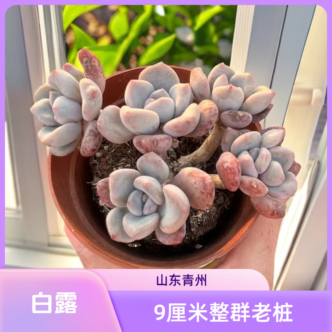 白露9厘米盆老桩多肉