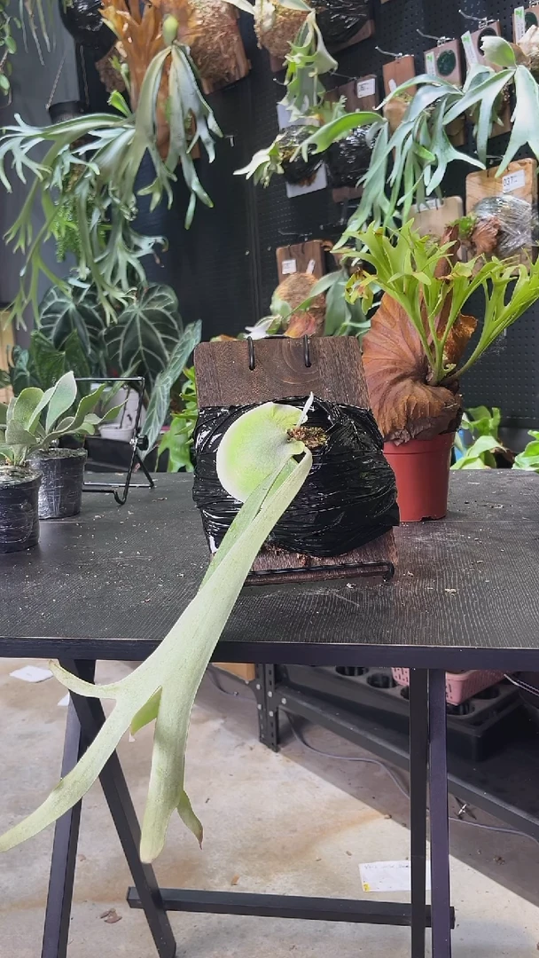 完全开放白二岐侧芽