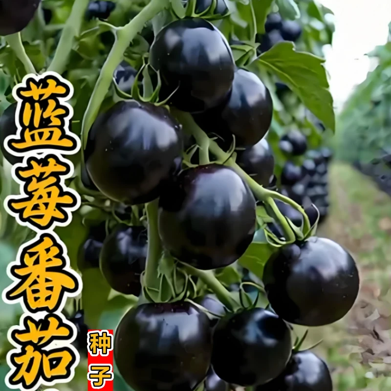 【蓝莓番茄种子】家庭阳台小院盆栽地栽四季可种易栽易活