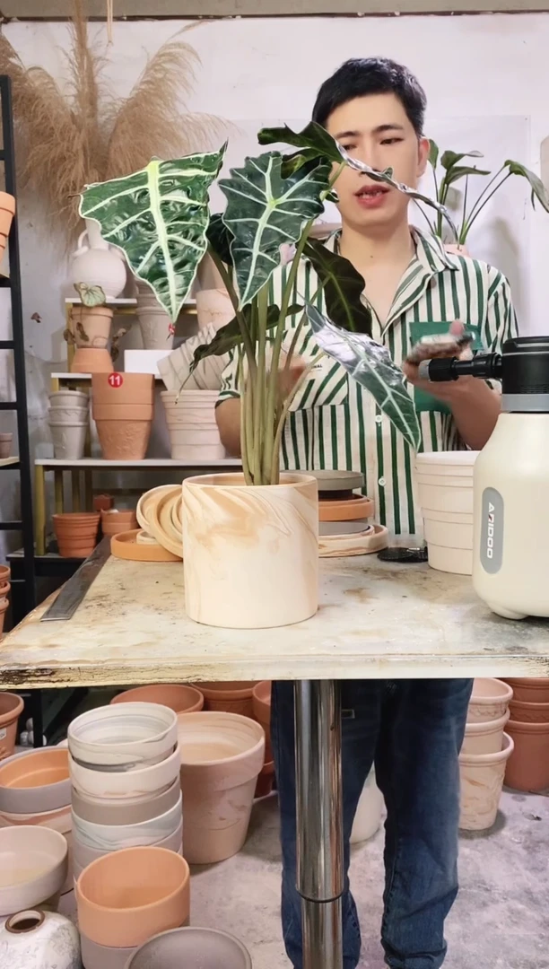 13*13玛奇朵直筒 1盆无托