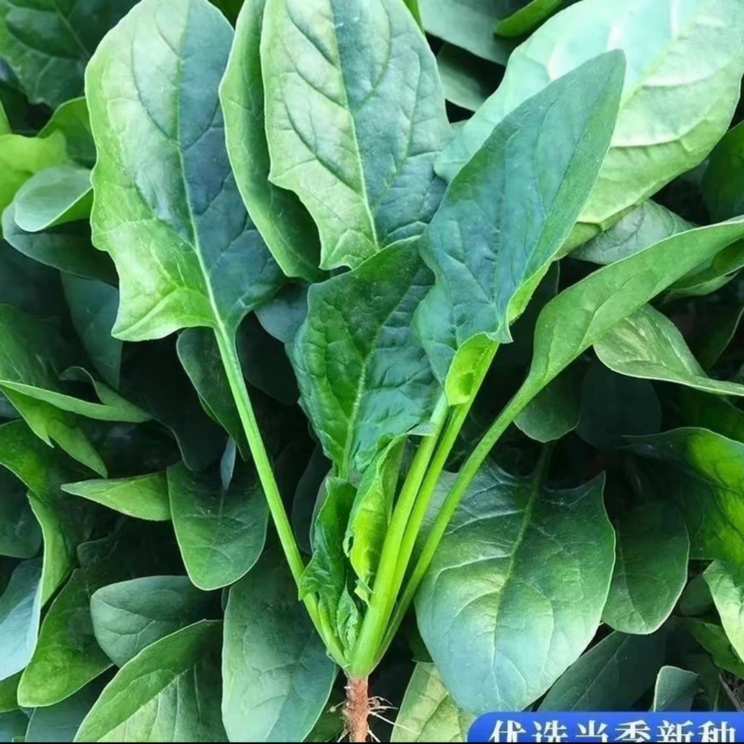 【冬根菠菜种子】四季种植盆栽地栽阳台小院种植