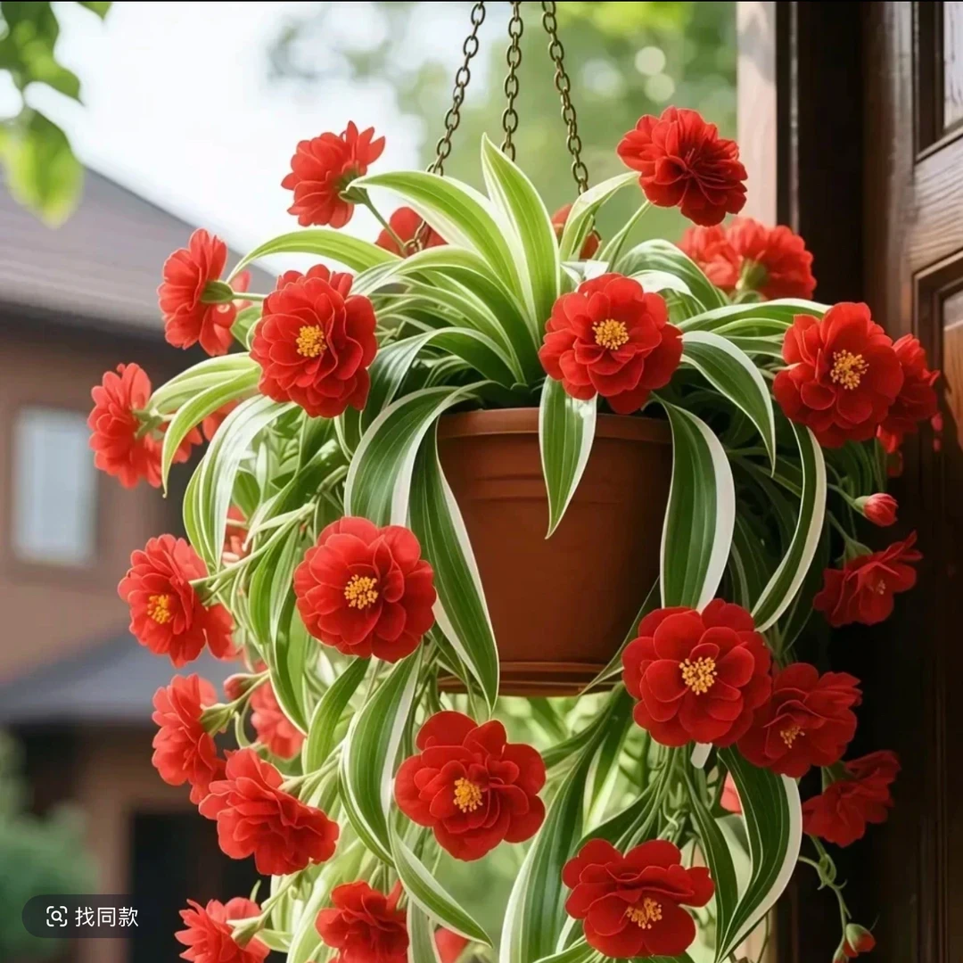 香水吊兰四季开花金边花型新手好养耐寒耐 热花卉绿植盆栽花苗