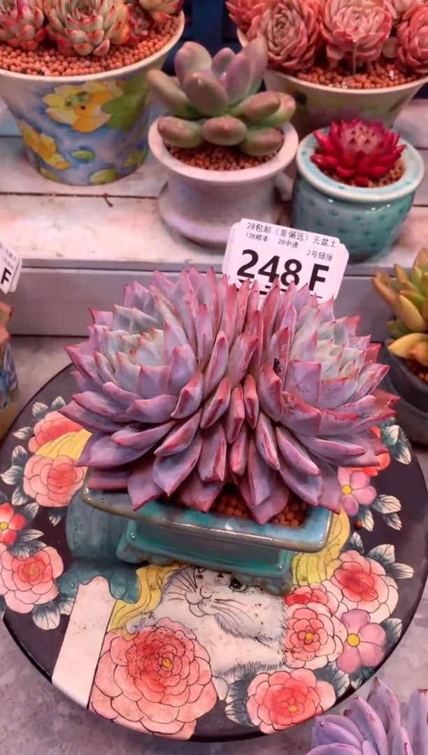 248F（一物一拍，精品多肉，w所见即所得 ）