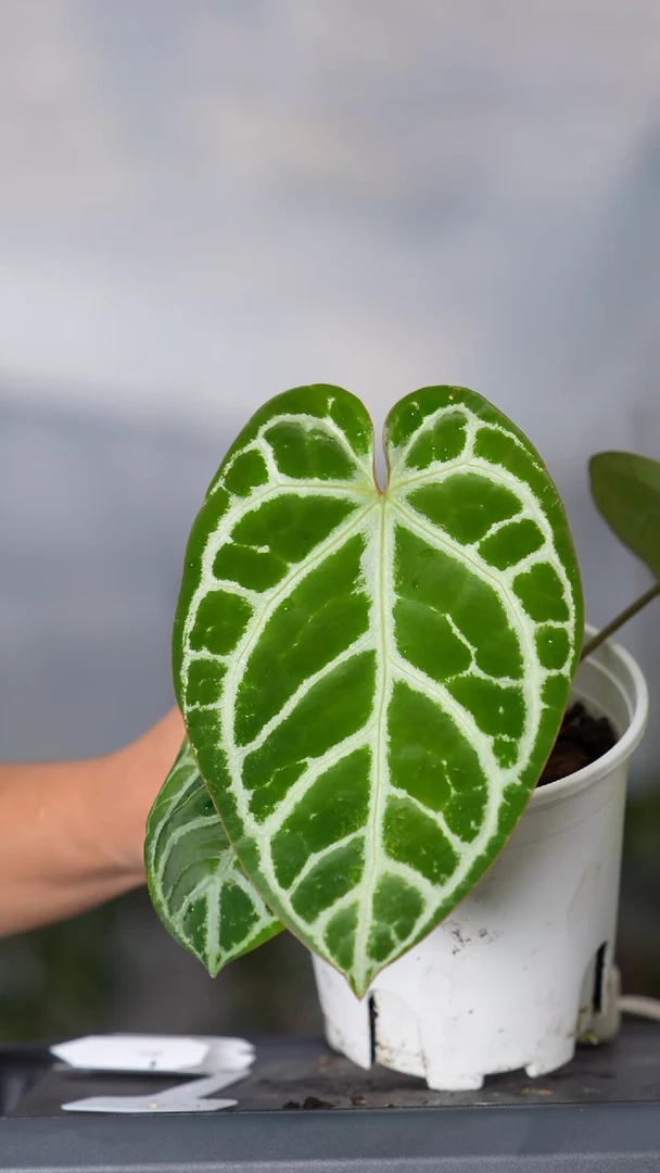 完全开放铜锣烧杂