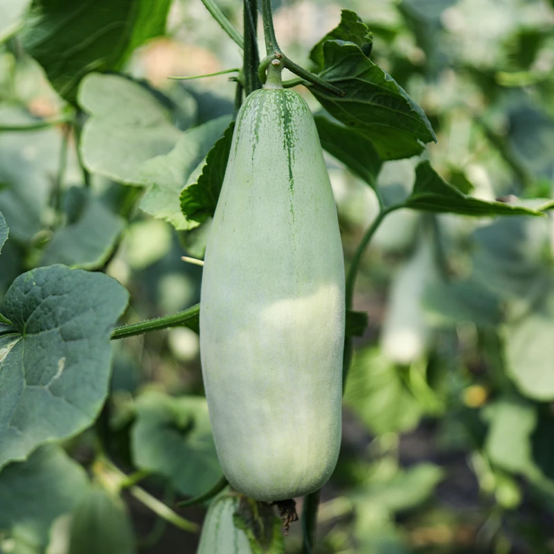 【顺丰包邮】山东博洋61号甜瓜4.5斤装 单个300-750g，3-5根