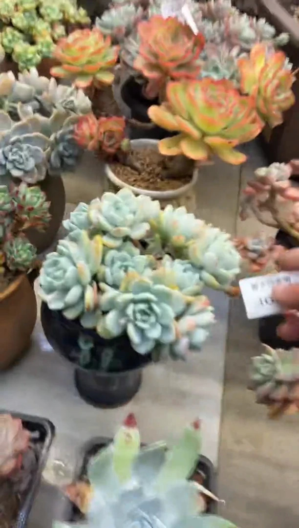 【闪购商品】365冷香