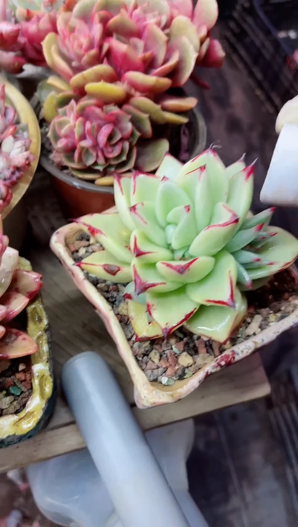 【闪购商品】23047