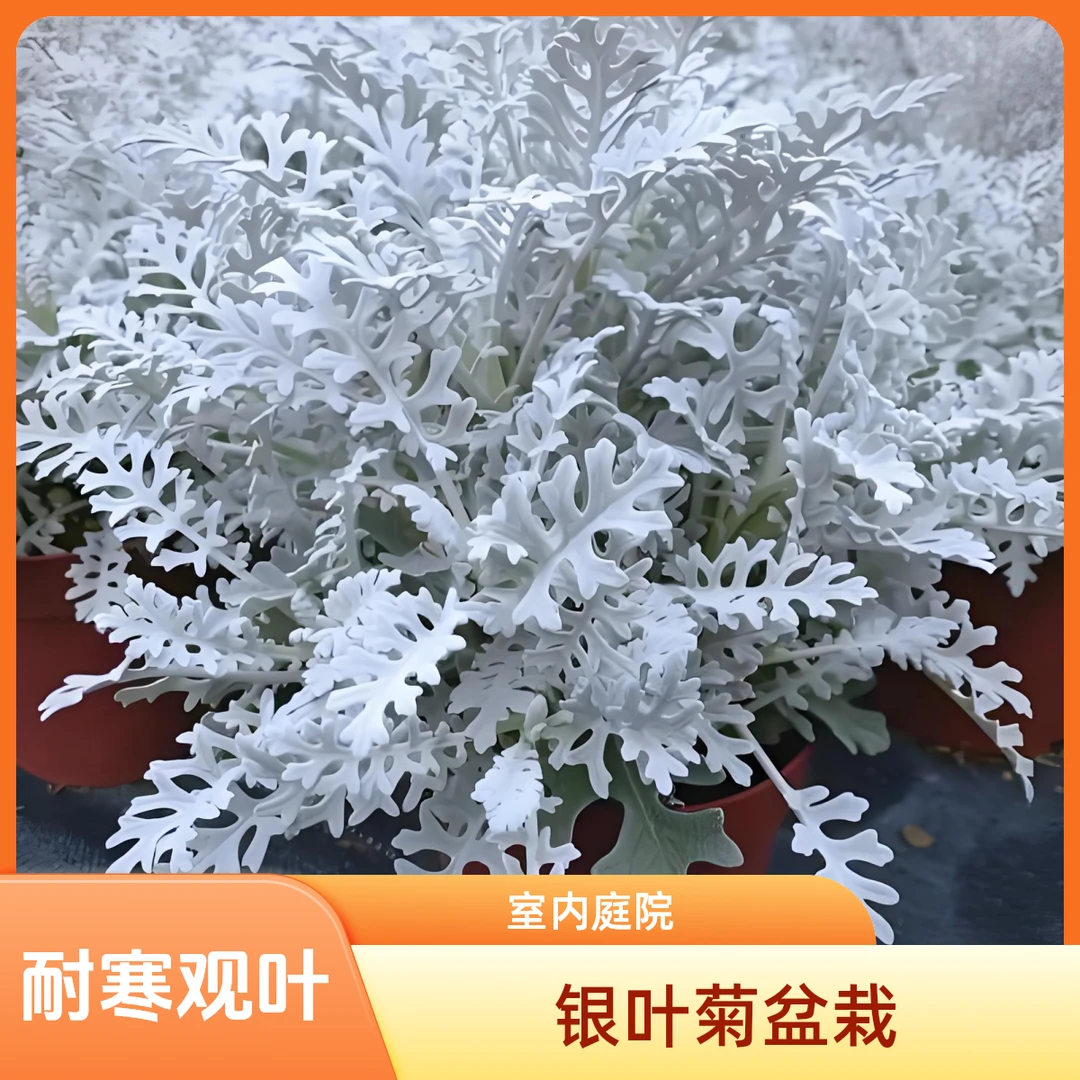 银叶菊盆栽绿植室内外耐寒多年生观叶花卉可庭院点缀