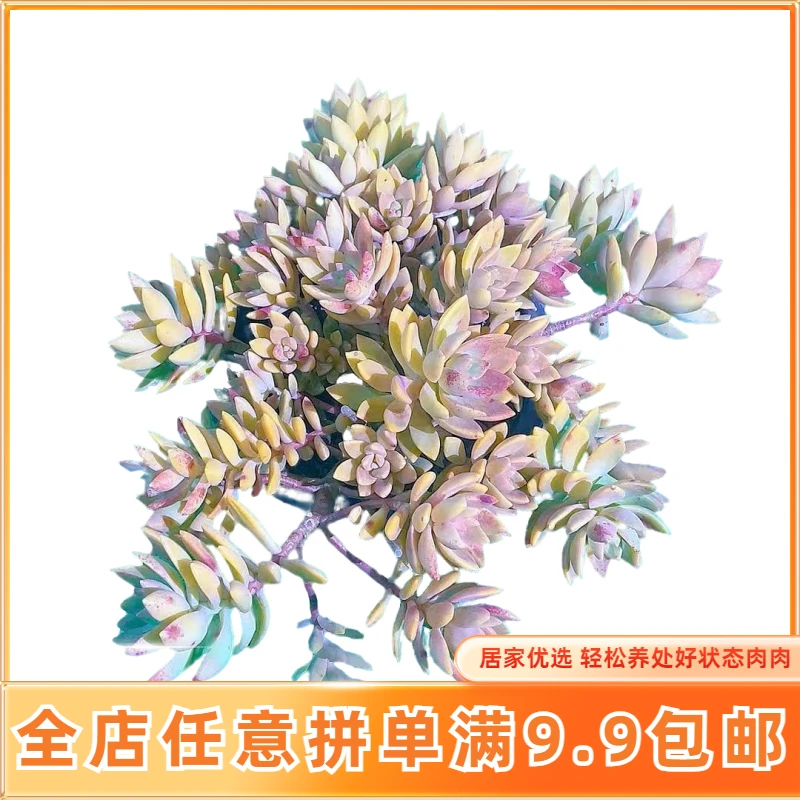 【超大悬崖桩布丁】【满9.9包邮】星花怒放 仙人球多肉植物在栽种养护