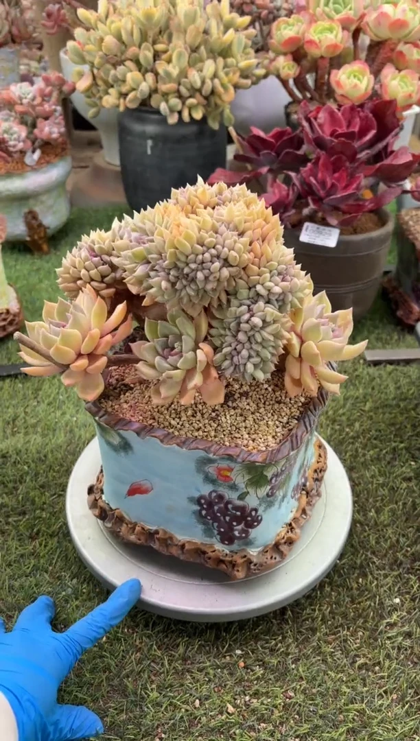 【闪购商品】璀璨缀