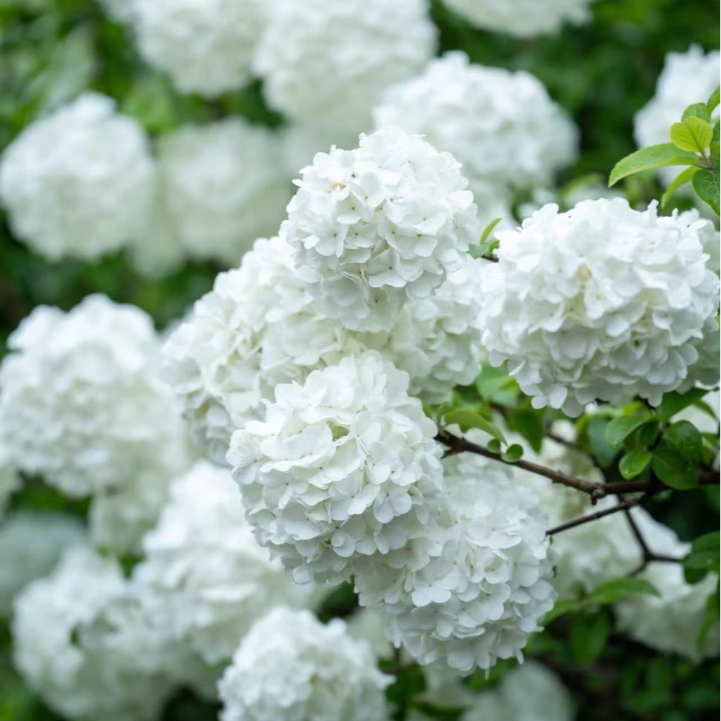 中华木绣球斗球白色绣球庭院露台长势强健基地元盆盆栽苗