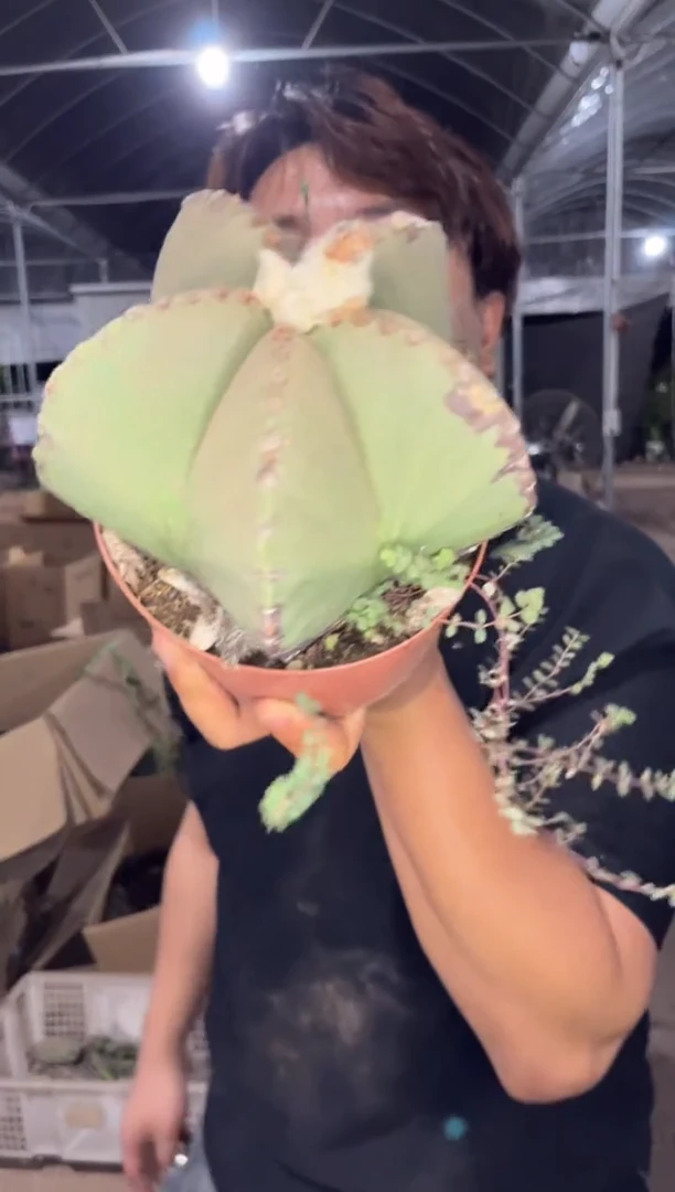 实生根 大大大号 鸾凤玉 10-13cm