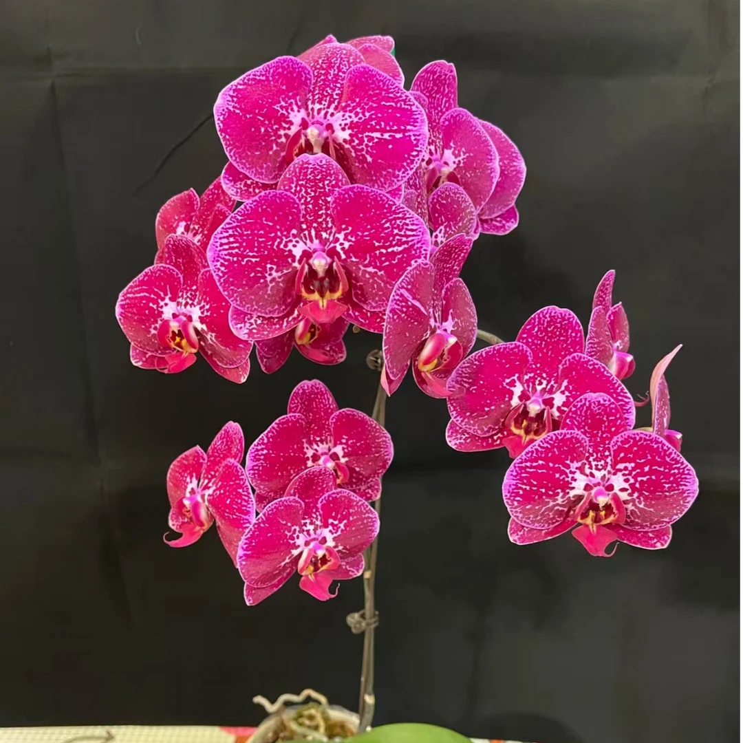 根好淡香【夜光天使】蝴蝶兰3.5无花剑剪梗