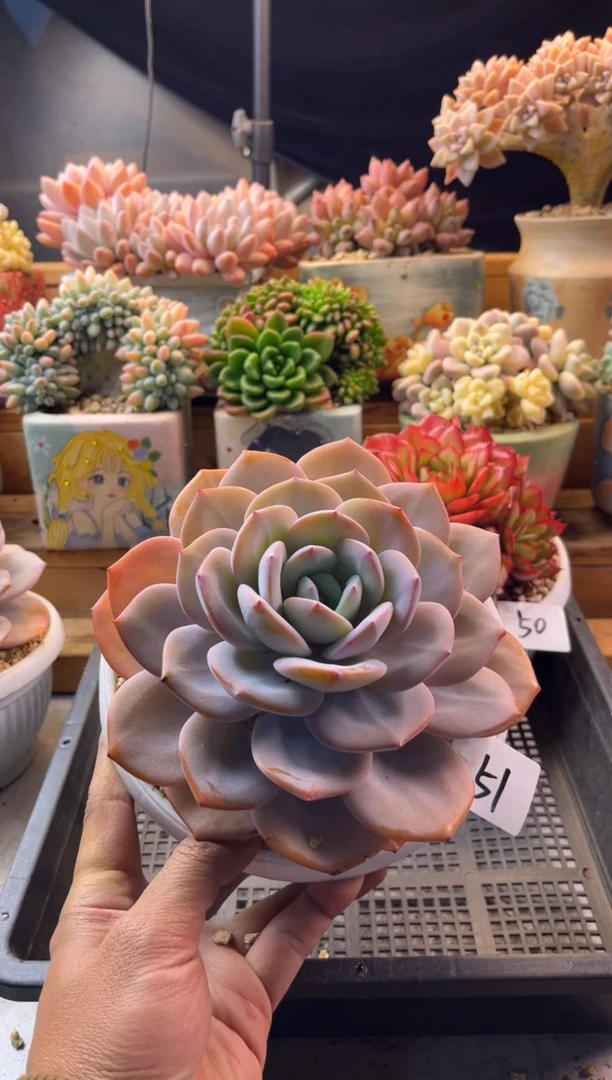 12.20-51奶茶老桩11111111