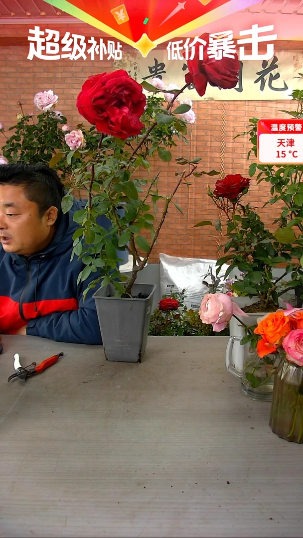 当前无花朵，栽培后可花朵恩钿女士