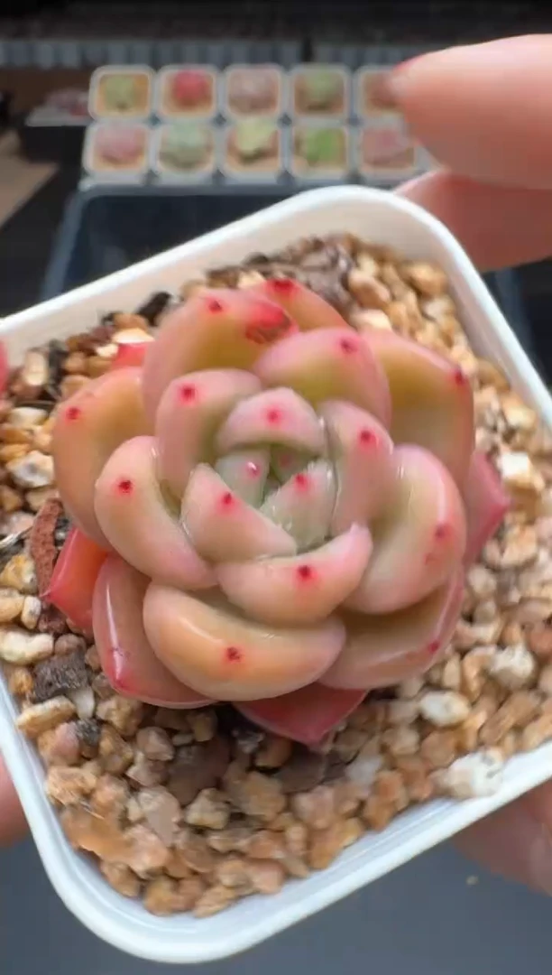 【闪购商品】504D物拍多肉带盆土6.5杯拍3颗包柚