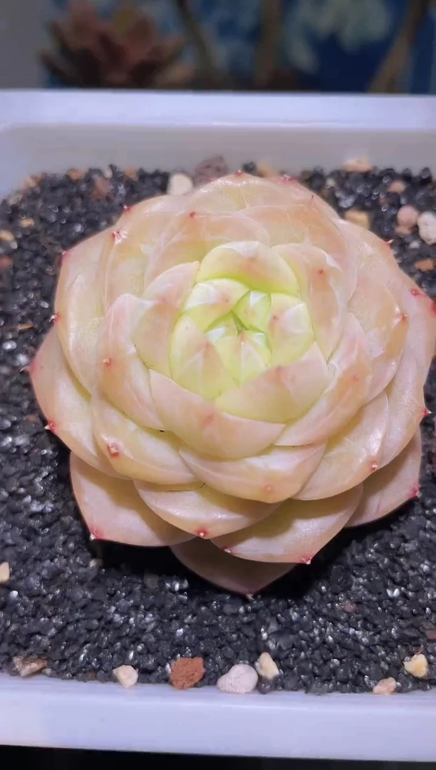 【闪购商品】751皇家之心多肉