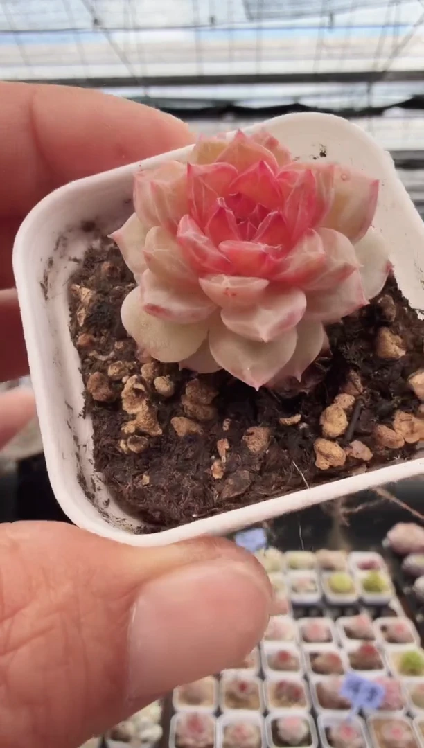 东云多肉园新款-99