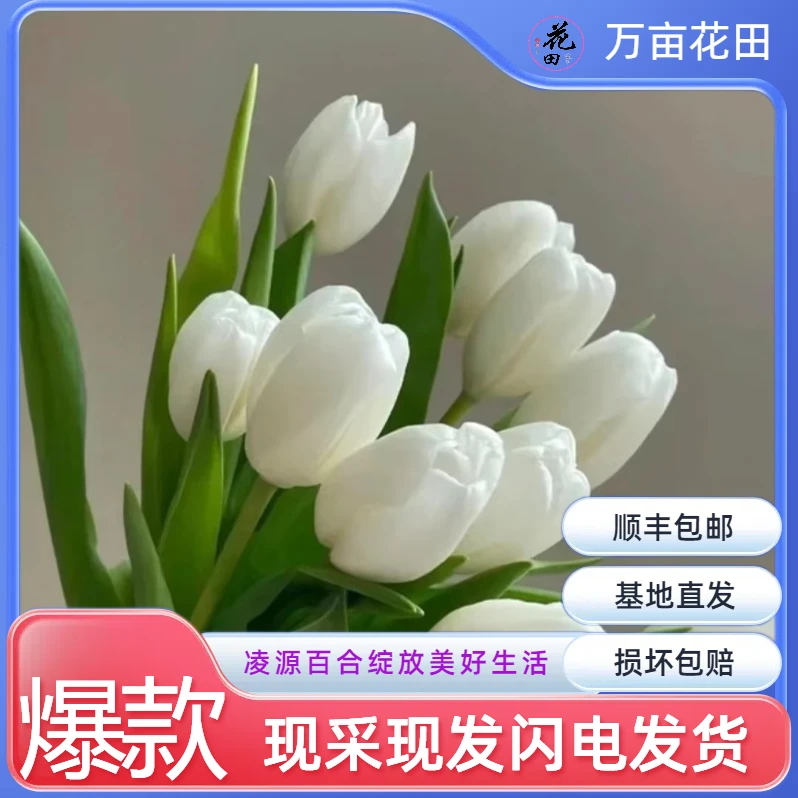 【白色郁金香】顺丰包邮到家，保质保量保新鲜