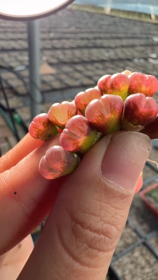 98多肉植物肉锥红颗粒一颗